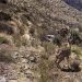 Arequipa: Liberan a venado andino que fue atacado por perros silvestres